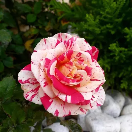 Piccolo Paradiso Panzió *