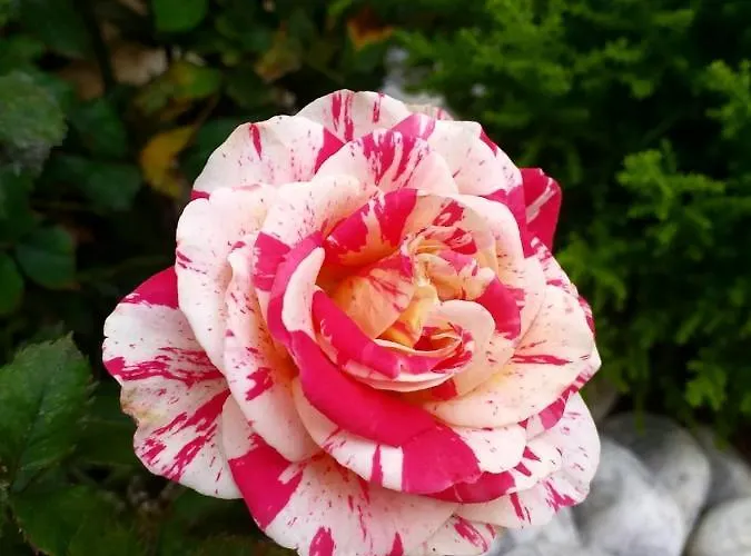 Piccolo Paradiso לינה וארוחת בוקר *